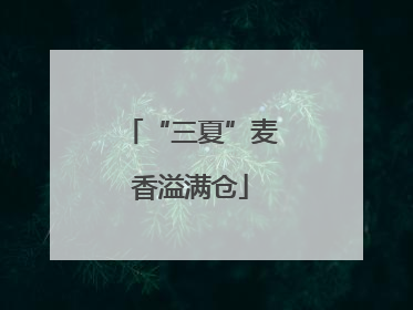 “三夏”麦香溢满仓