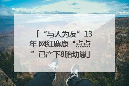 “与人为友”13年 网红麋鹿“点点”已产下8胎幼崽
