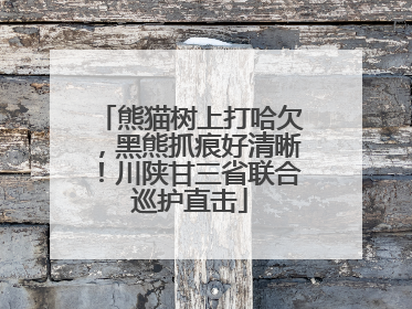 熊猫树上打哈欠，黑熊抓痕好清晰！川陕甘三省联合巡护直击