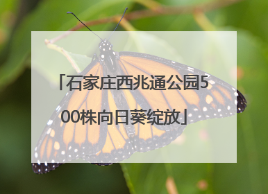 石家庄西兆通公园500株向日葵绽放