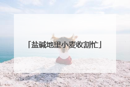 盐碱地里小麦收割忙