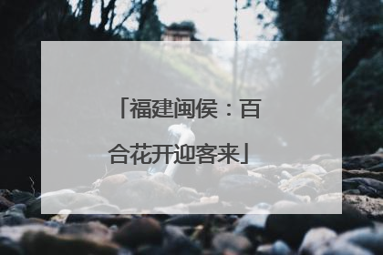 福建闽侯：百合花开迎客来