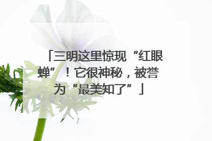 三明这里惊现“红眼蝉”！它很神秘，被誉为“最美知了”