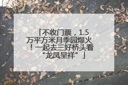 不收门票，1.5万平方米月季园爆火！一起去三好桥头看“龙凤呈祥”
