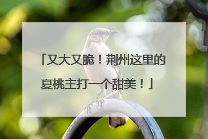 又大又脆！荆州这里的夏桃主打一个甜美！