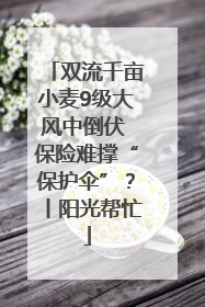 双流千亩小麦9级大风中倒伏 保险难撑“保护伞”？丨阳光帮忙