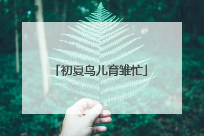 初夏鸟儿育雏忙