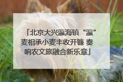 北京大兴瀛海镇“瀛”麦相承小麦丰收开镰 奏响农文旅融合新乐章