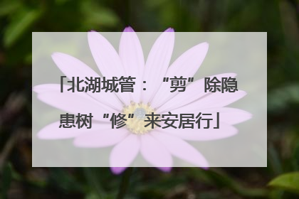 北湖城管：“剪”除隐患树“修”来安居行