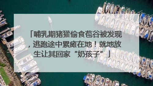 哺乳期猪獾偷食苞谷被发现，逃跑途中累瘫在地！就地放生让其回家“奶孩子”