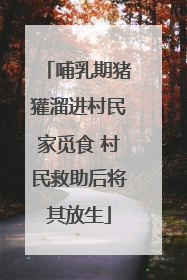 哺乳期猪獾溜进村民家觅食 村民救助后将其放生