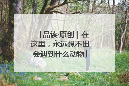 品读·原创｜在这里，永远想不出会遇到什么动物