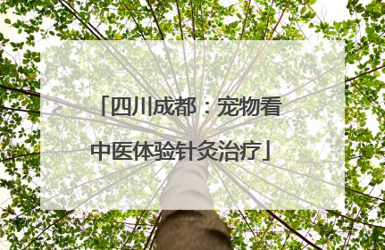 四川成都：宠物看中医体验针灸治疗