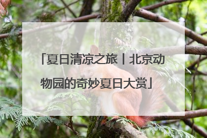 夏日清凉之旅丨北京动物园的奇妙夏日大赏