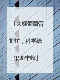 大棚葡萄管护忙，科学疏果助丰收