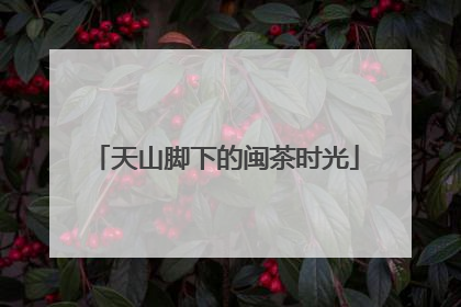 天山脚下的闽茶时光