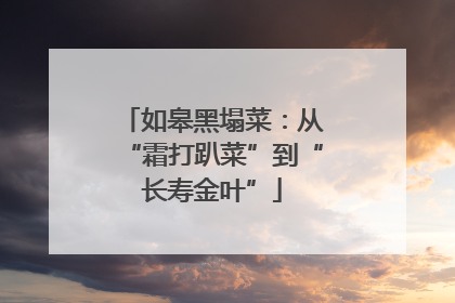 如皋黑塌菜：从“霜打趴菜”到“长寿金叶”