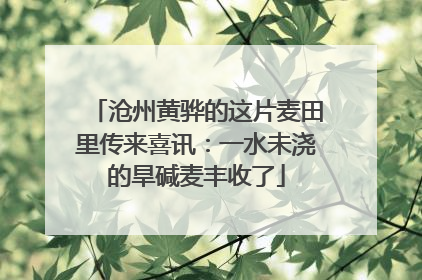 沧州黄骅的这片麦田里传来喜讯：一水未浇的旱碱麦丰收了