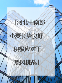 河北中南部小麦长势良好 积极应对干热风挑战