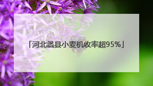 河北蠡县小麦机收率超95%