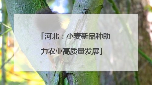 河北：小麦新品种助力农业高质量发展
