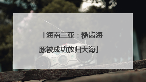 海南三亚：糙齿海豚被成功放归大海