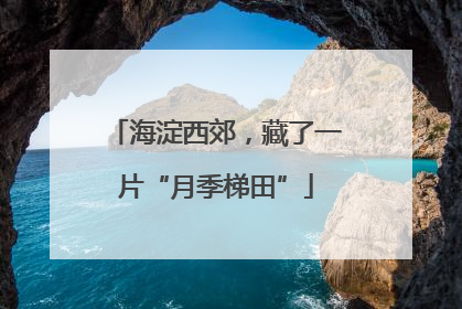 海淀西郊，藏了一片“月季梯田”