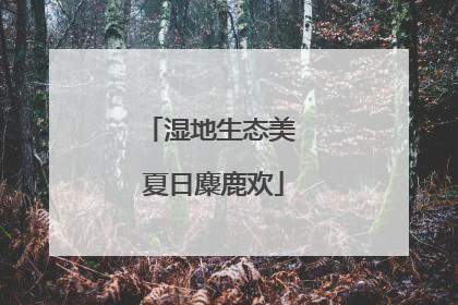 湿地生态美 夏日麋鹿欢