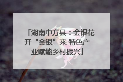 湖南中方县：金银花开“金银”来 特色产业赋能乡村振兴