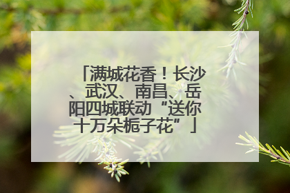 满城花香！长沙、武汉、南昌、岳阳四城联动“送你十万朵栀子花”
