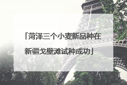 菏泽三个小麦新品种在新疆戈壁滩试种成功
