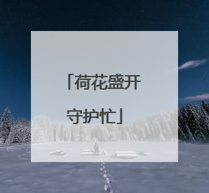 荷花盛开守护忙