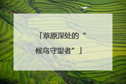 草原深处的“候鸟守望者”