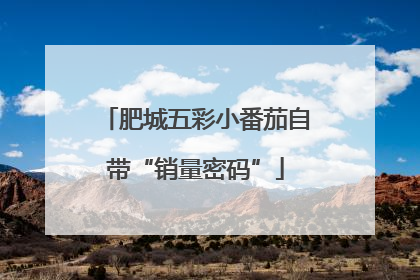 肥城五彩小番茄自带“销量密码”