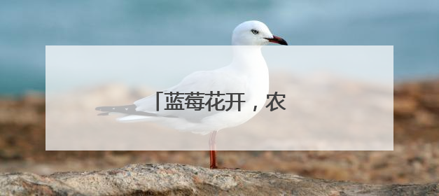 蓝莓花开，农民增收笑开怀