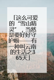 这么可爱的“雪山精灵”，当然是要好好守护啦——有一种叫云南的生活之365天