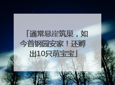 通常悬崖筑巢，如今首钢园安家！还孵出10只萌宝宝