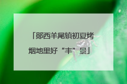 郧西羊尾镇初夏烤烟地里好“丰”景