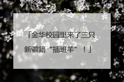 金华校园里来了三只新疆籍“插班羊”！