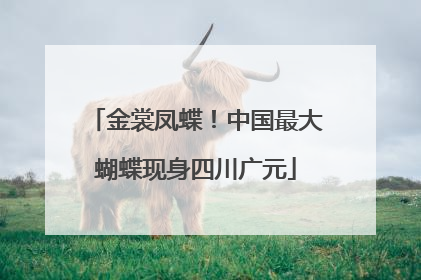 金裳凤蝶！中国最大蝴蝶现身四川广元