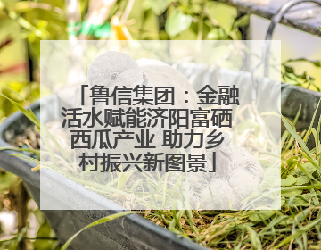 鲁信集团：金融活水赋能济阳富硒西瓜产业 助力乡村振兴新图景
