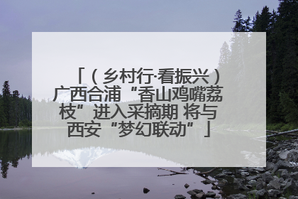 （乡村行·看振兴）广西合浦“香山鸡嘴荔枝”进入采摘期 将与西安“梦幻联动”