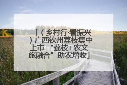 （乡村行·看振兴）广西钦州荔枝集中上市 “荔枝+农文旅融合”助农增收